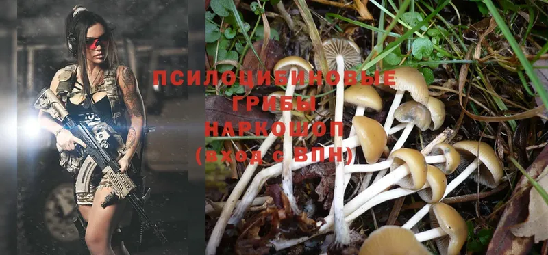 Псилоцибиновые грибы Magic Shrooms  Братск 